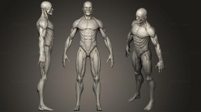 Ecorche8